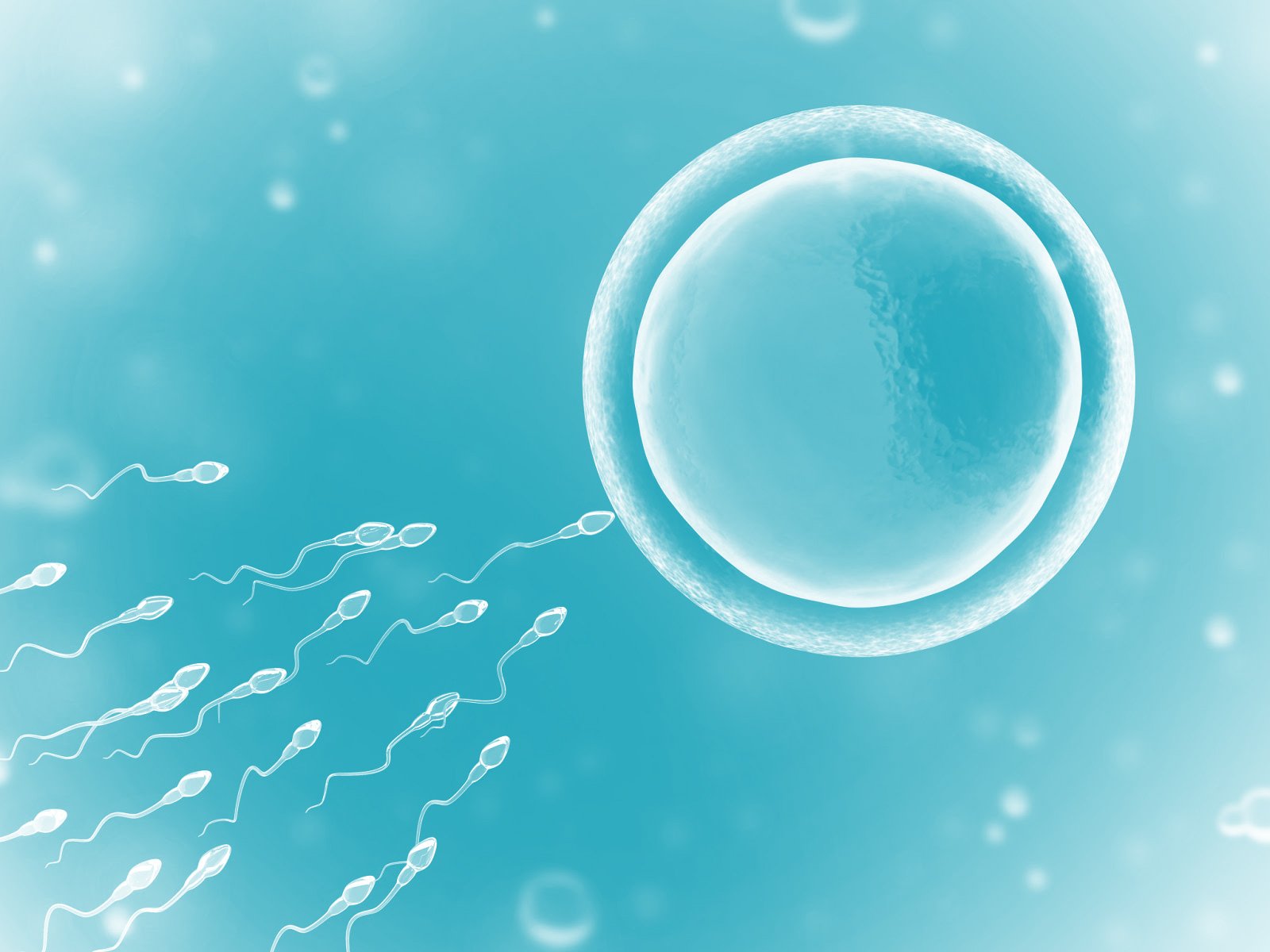 Sperm swimming toward central egg on light blue background; illustrates fertilization process.