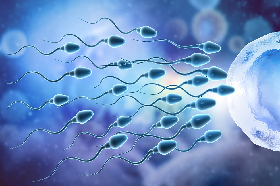 Sperm Swimming Newsdesk